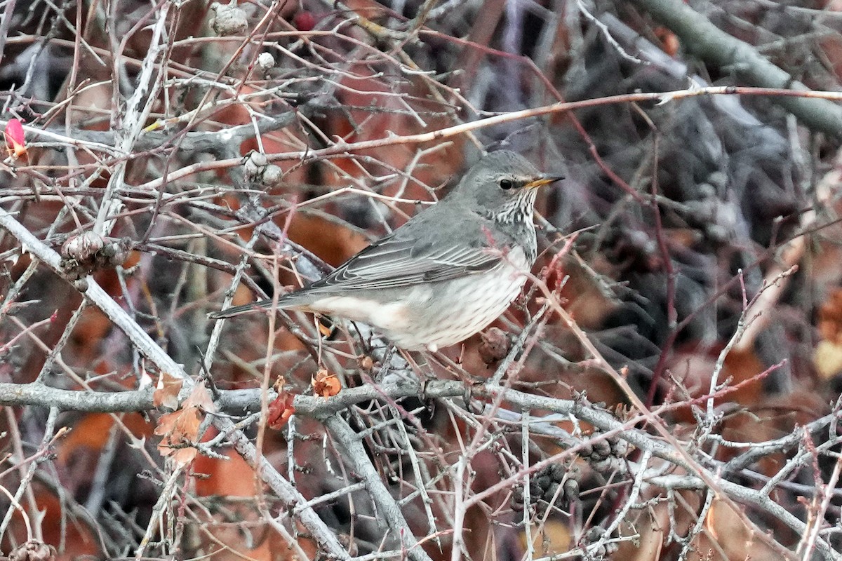 黑頸鶇 - ML646704619