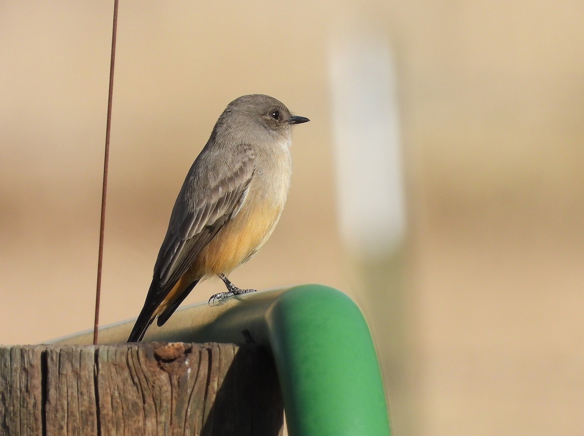 Рыжебрюхий фиби - ML646704620