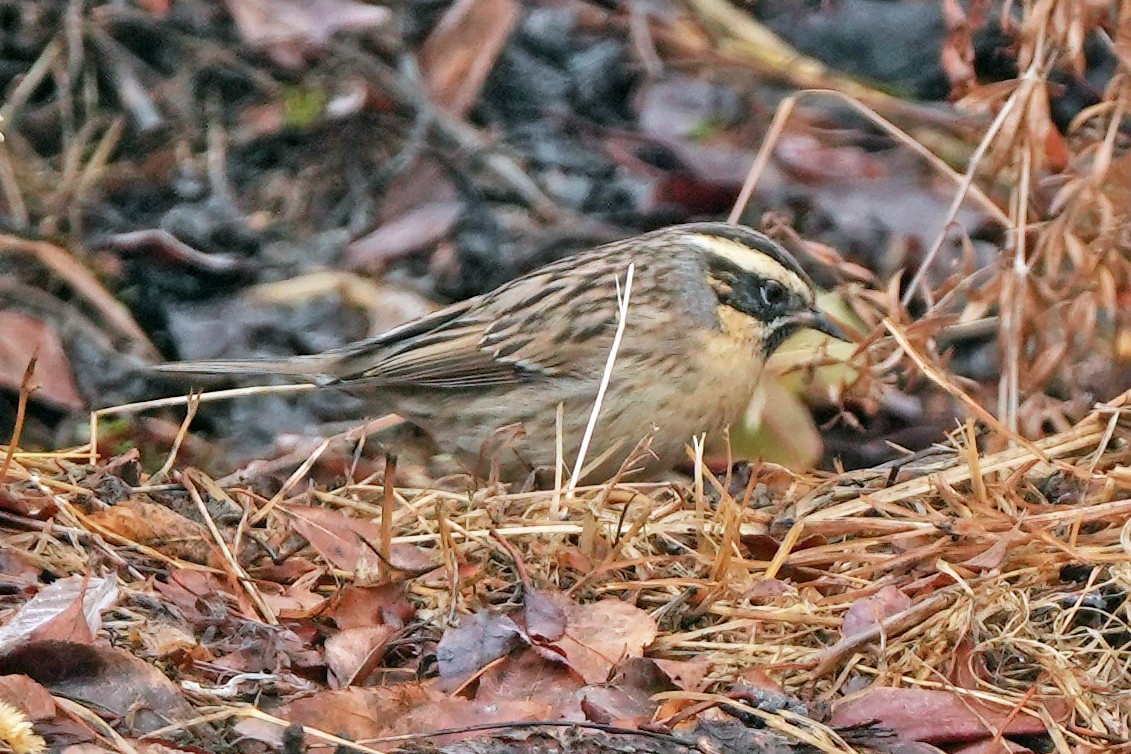 Black-throated Accentor - ML646704622