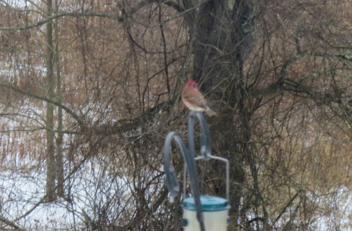 Camachuelo Purpúreo - ML646704623