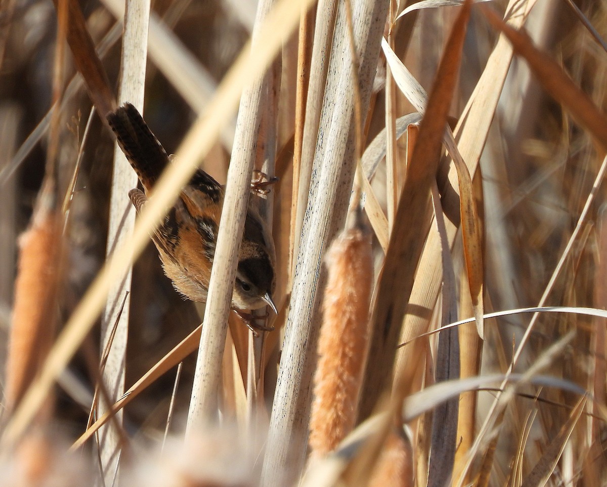 Болотный крапивник - ML646704624