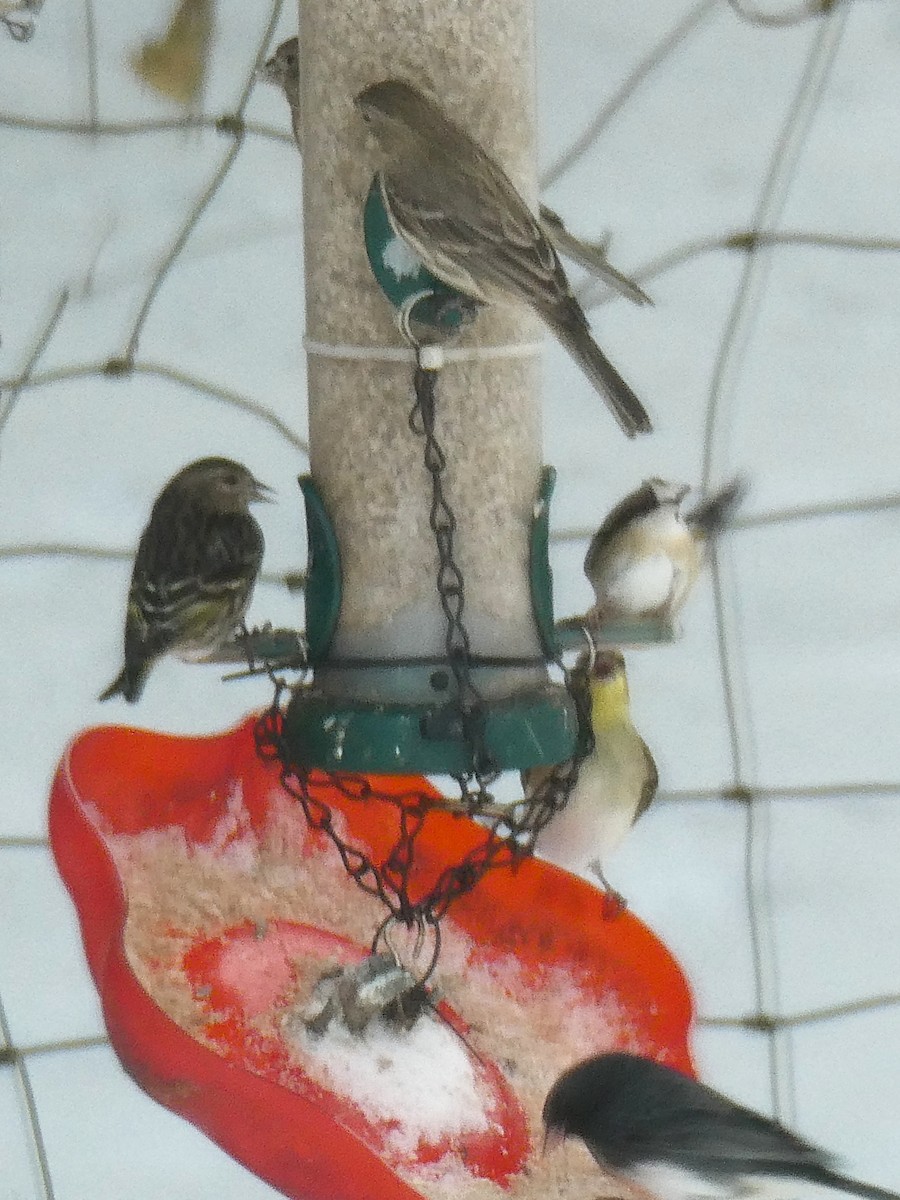 House Finch - ML646704629