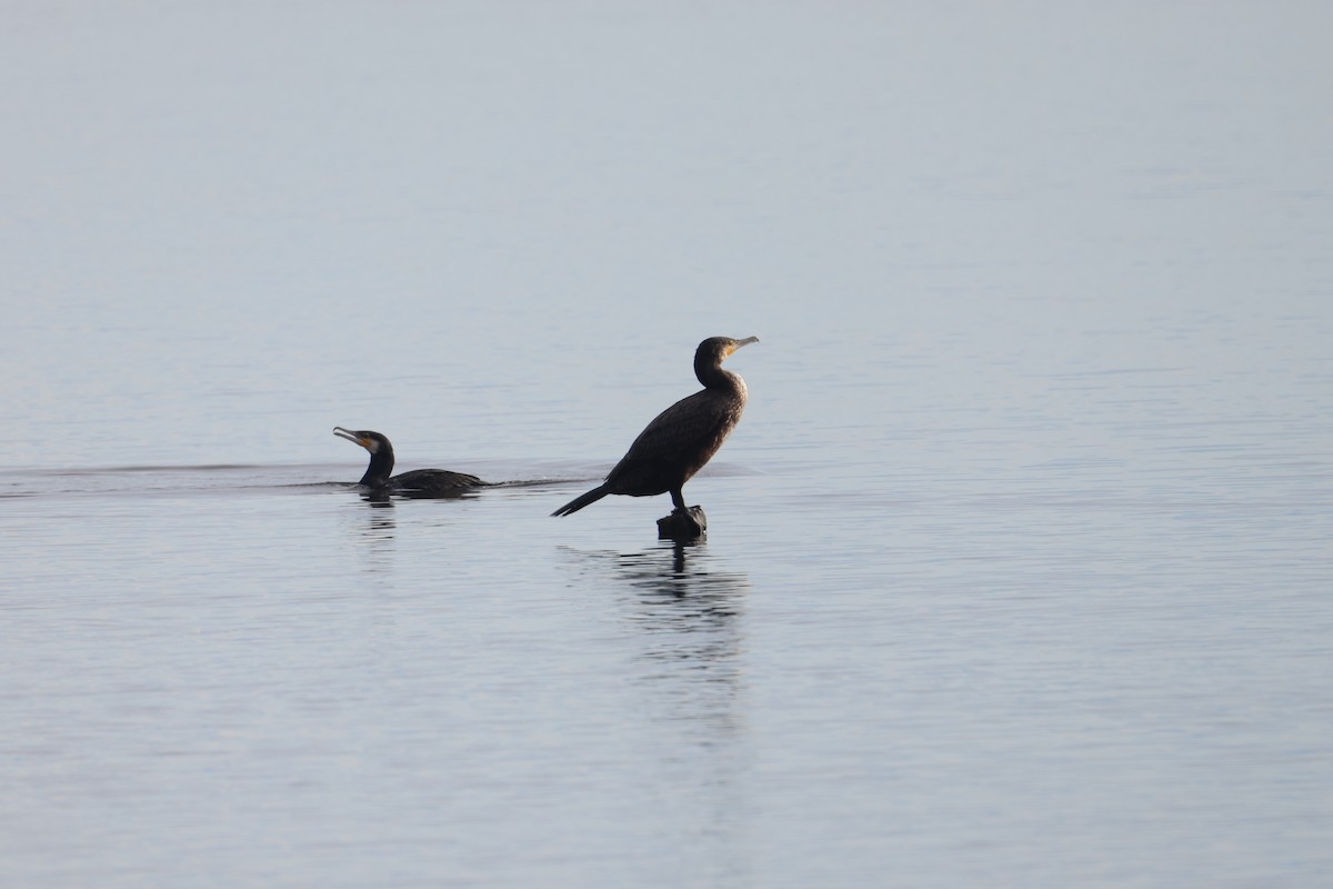 Great Cormorant - ML646704630