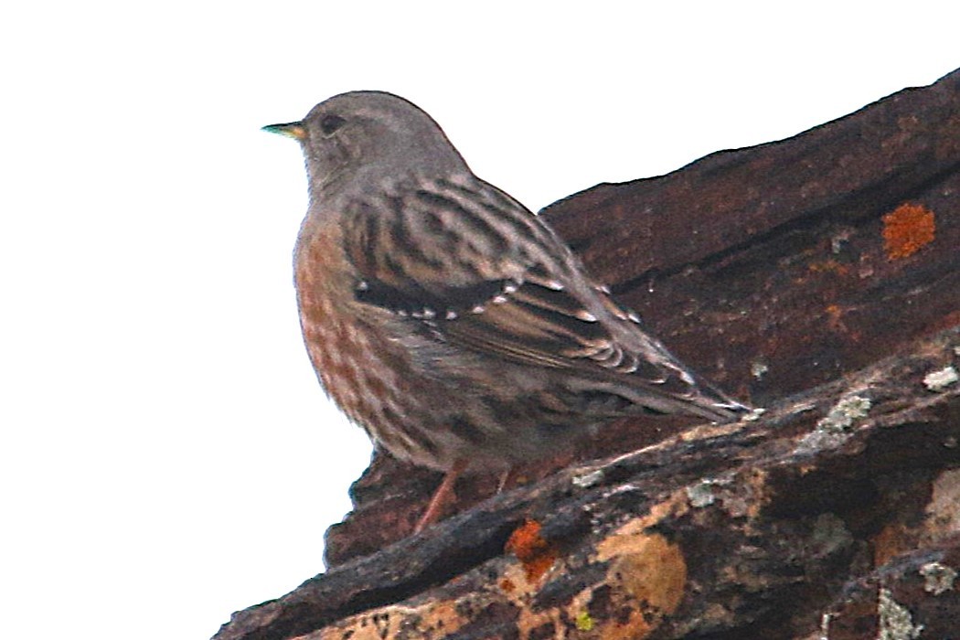 Alpine Accentor - ML646704631