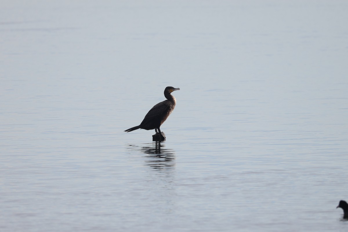 Great Cormorant - ML646704632