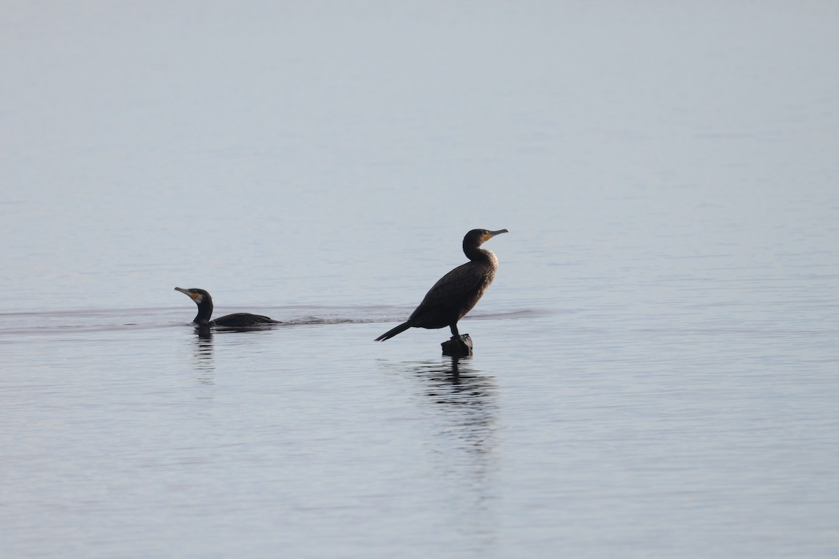 Great Cormorant - ML646704633