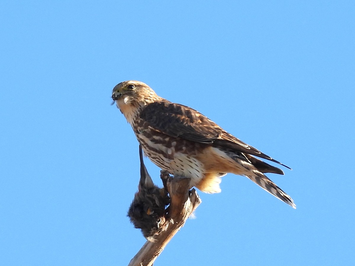 Belatz txikia - ML646704634