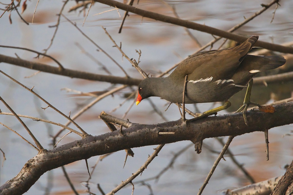 Uroilo arrunta - ML646704635