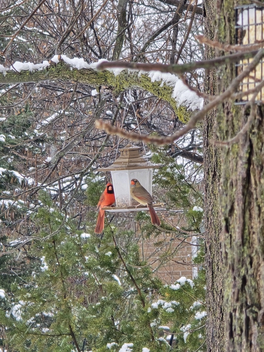 Northern Cardinal - ML646704640