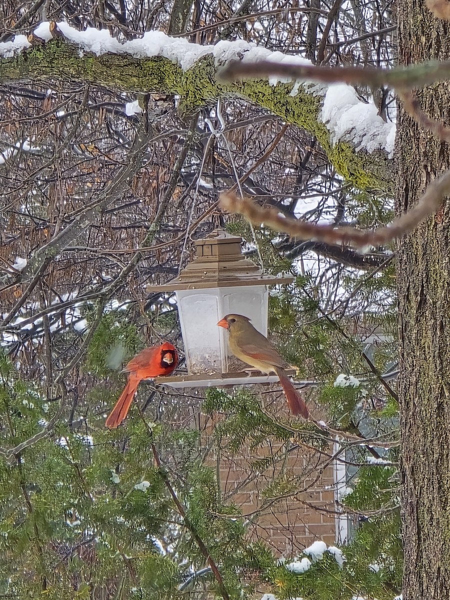 Northern Cardinal - ML646704644
