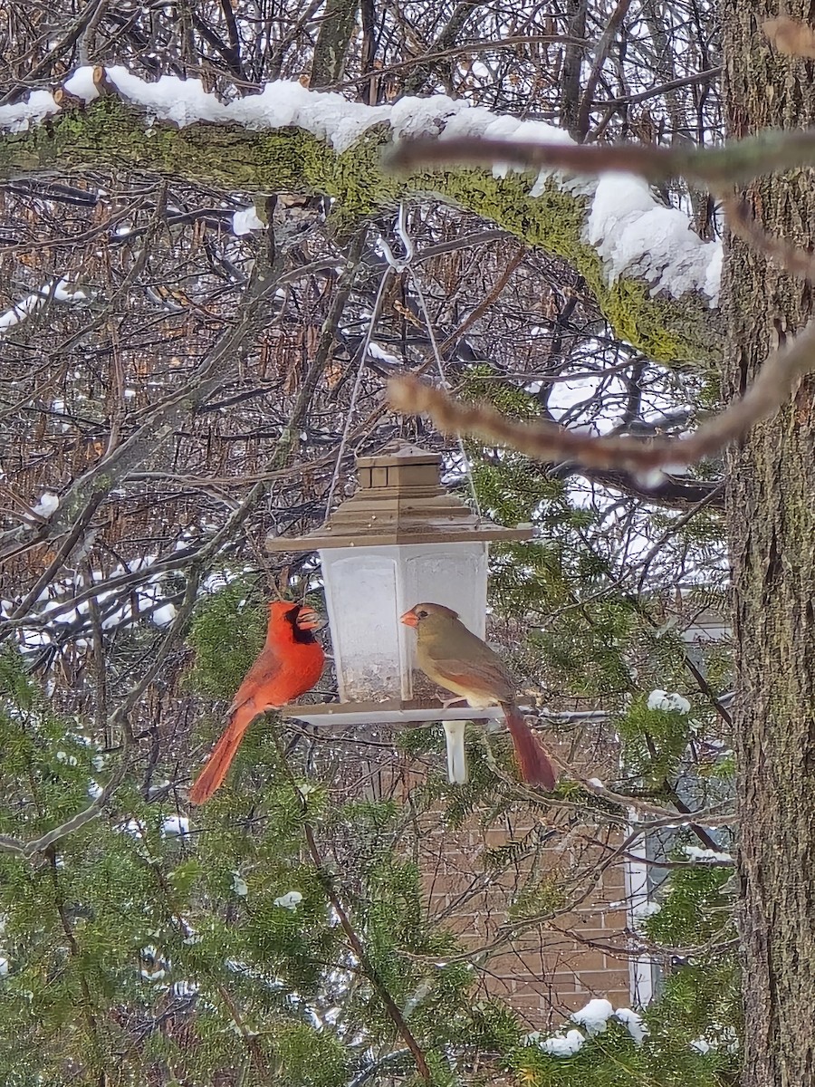 Northern Cardinal - ML646704655