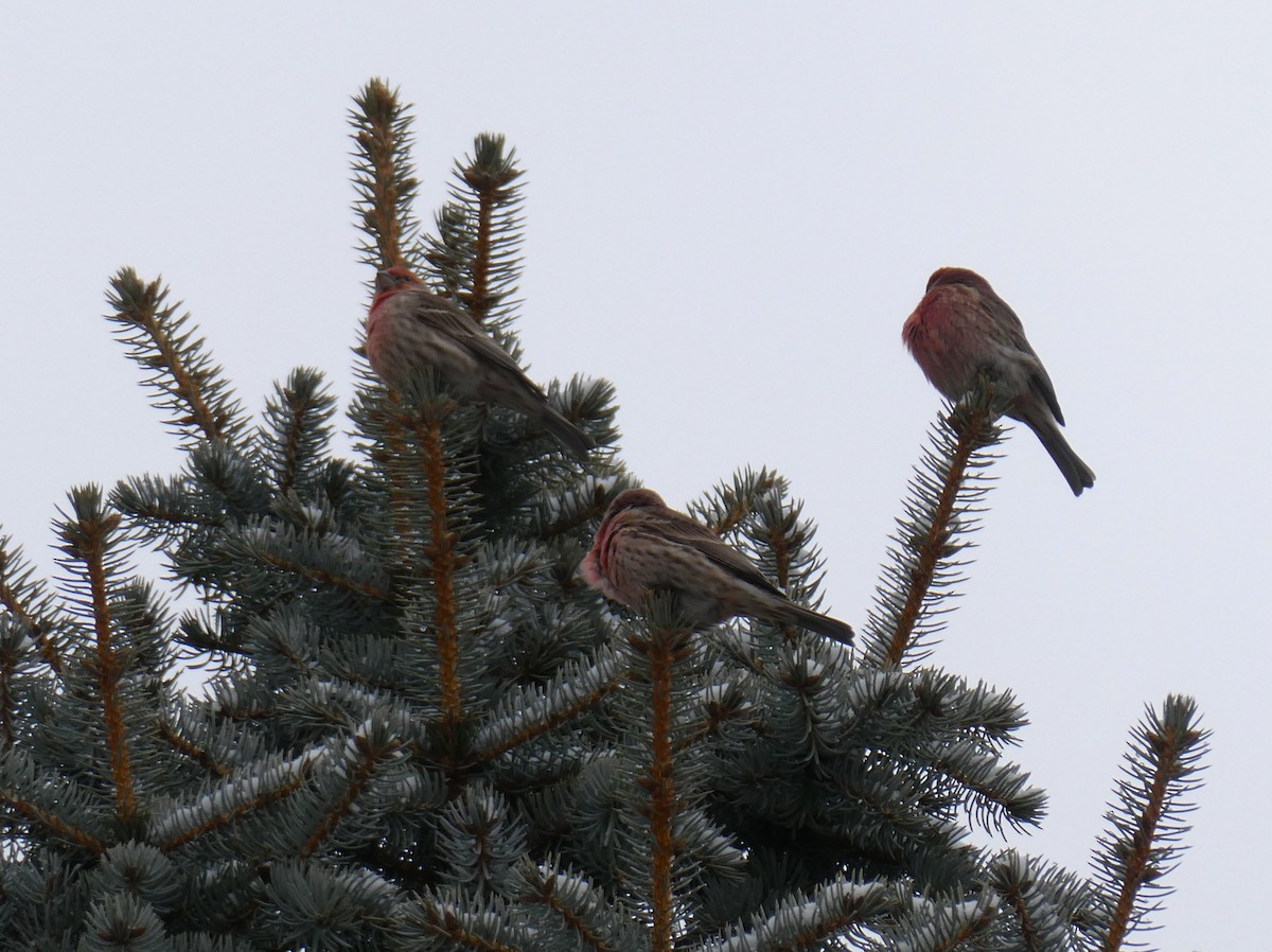 House Finch - ML646704658