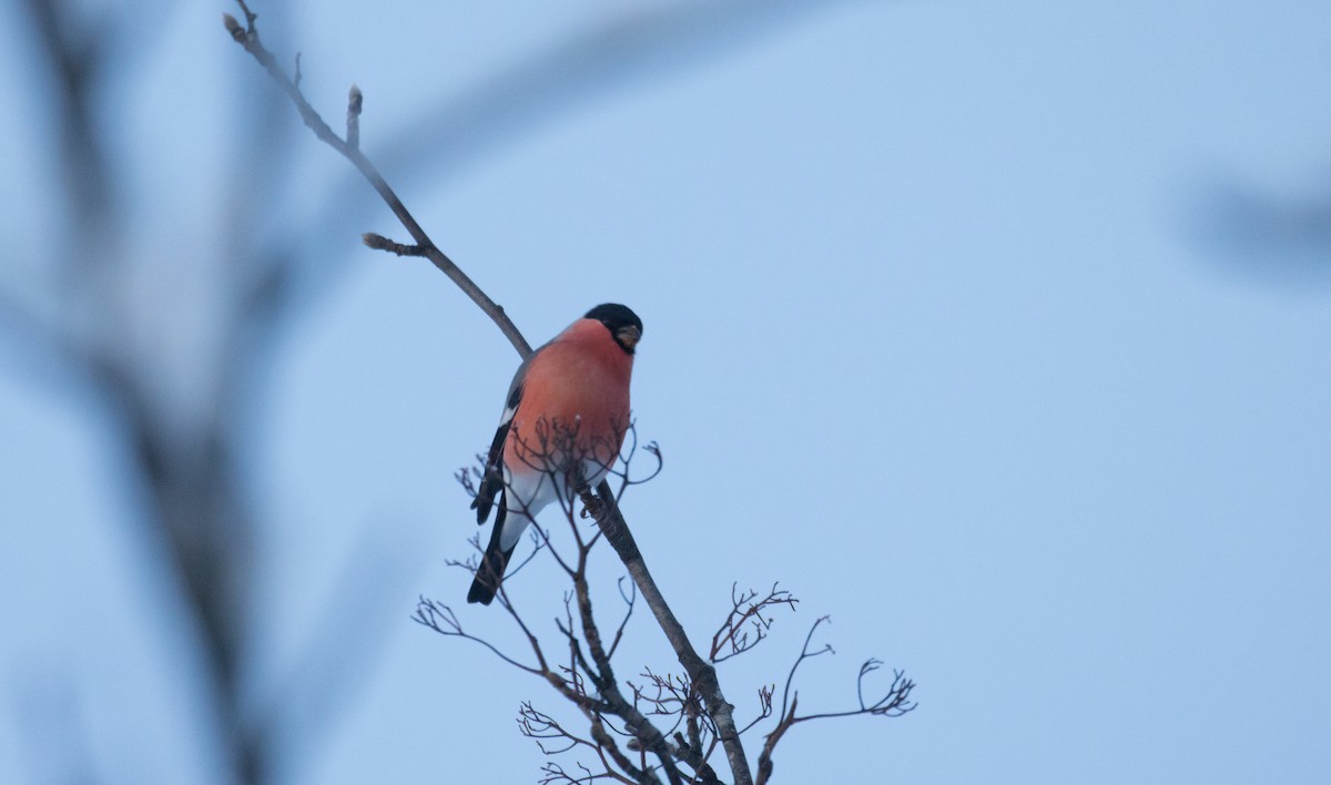 ウソ（pyrrhula グループ） - ML646704659