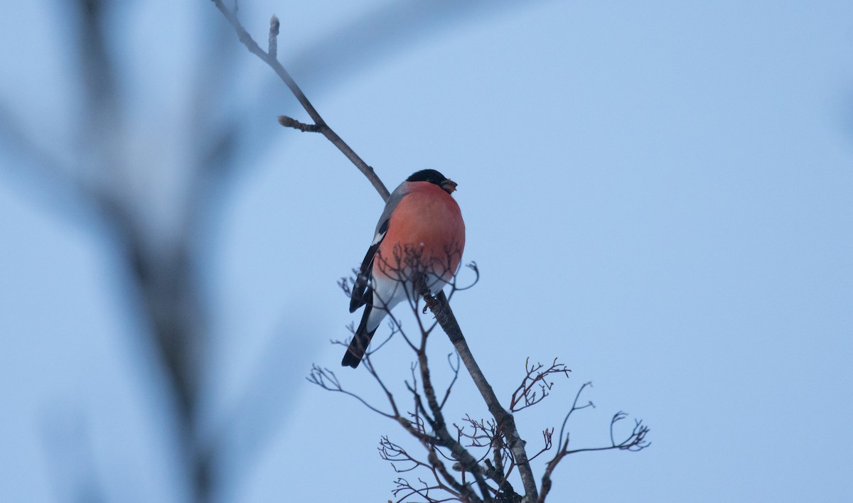 ウソ（pyrrhula グループ） - ML646704660