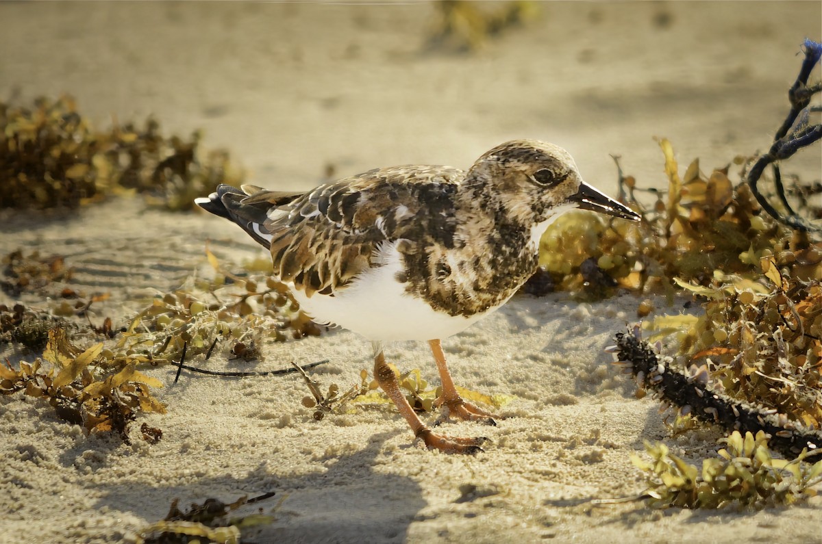 kamenáček pestrý - ML646704661