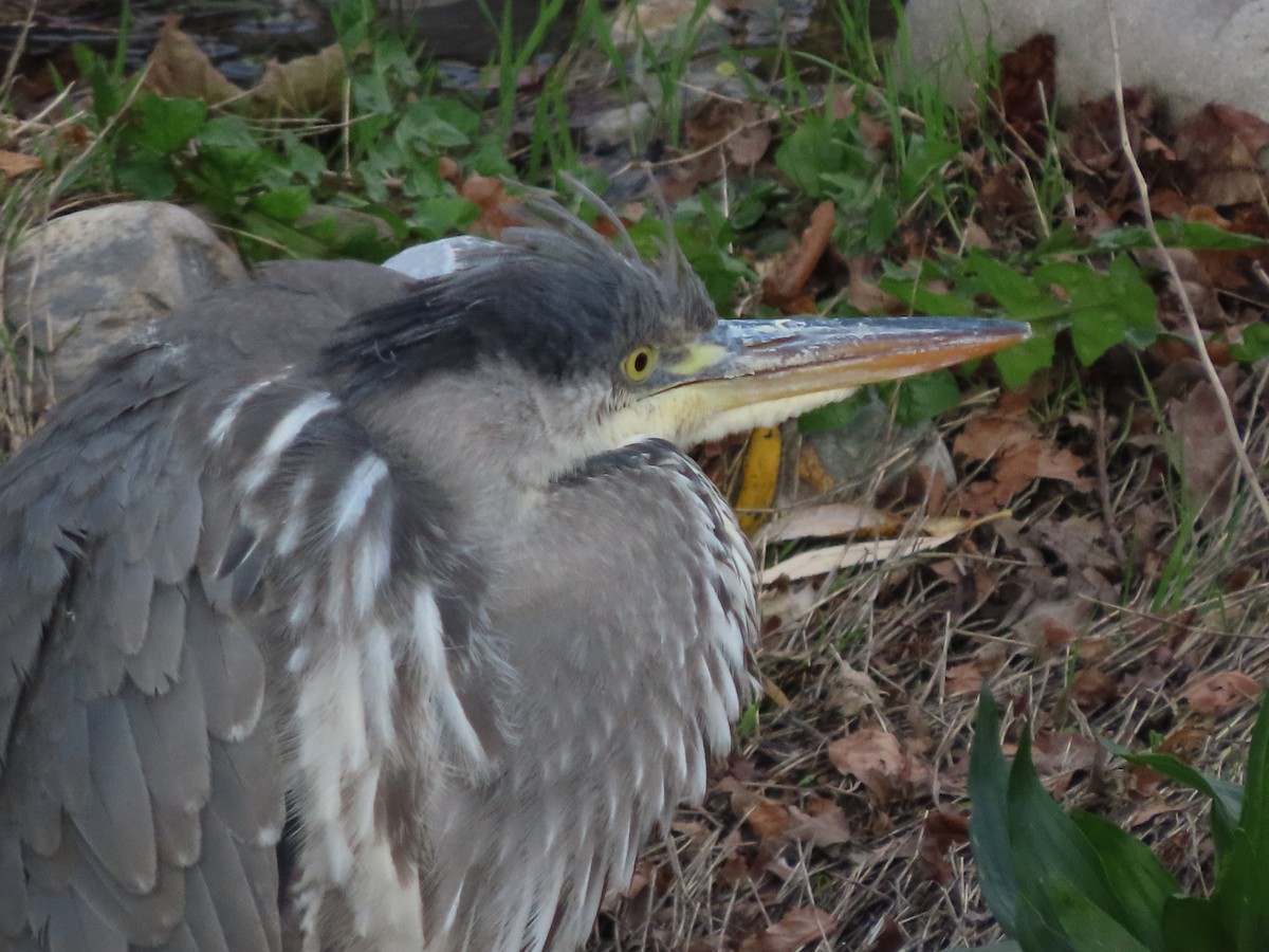 Gray Heron - ML646704662