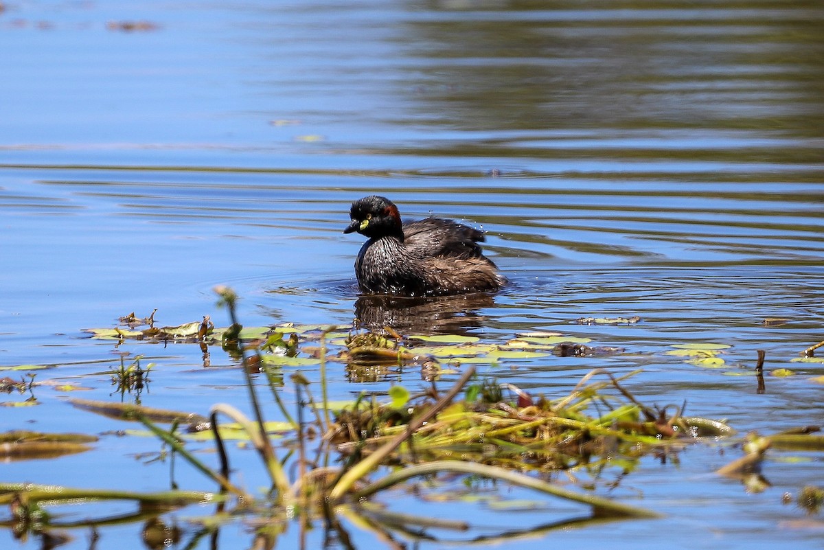 Australasian Grebe - ML646704663