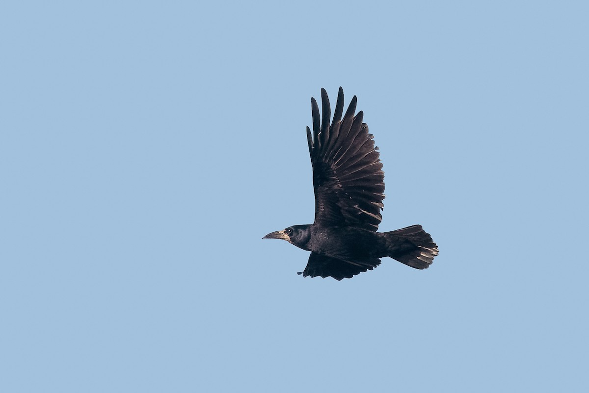 עורב מזרע - ML646704665