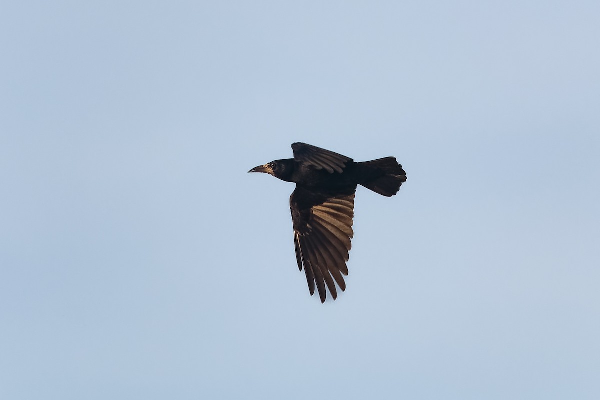 עורב מזרע - ML646704666