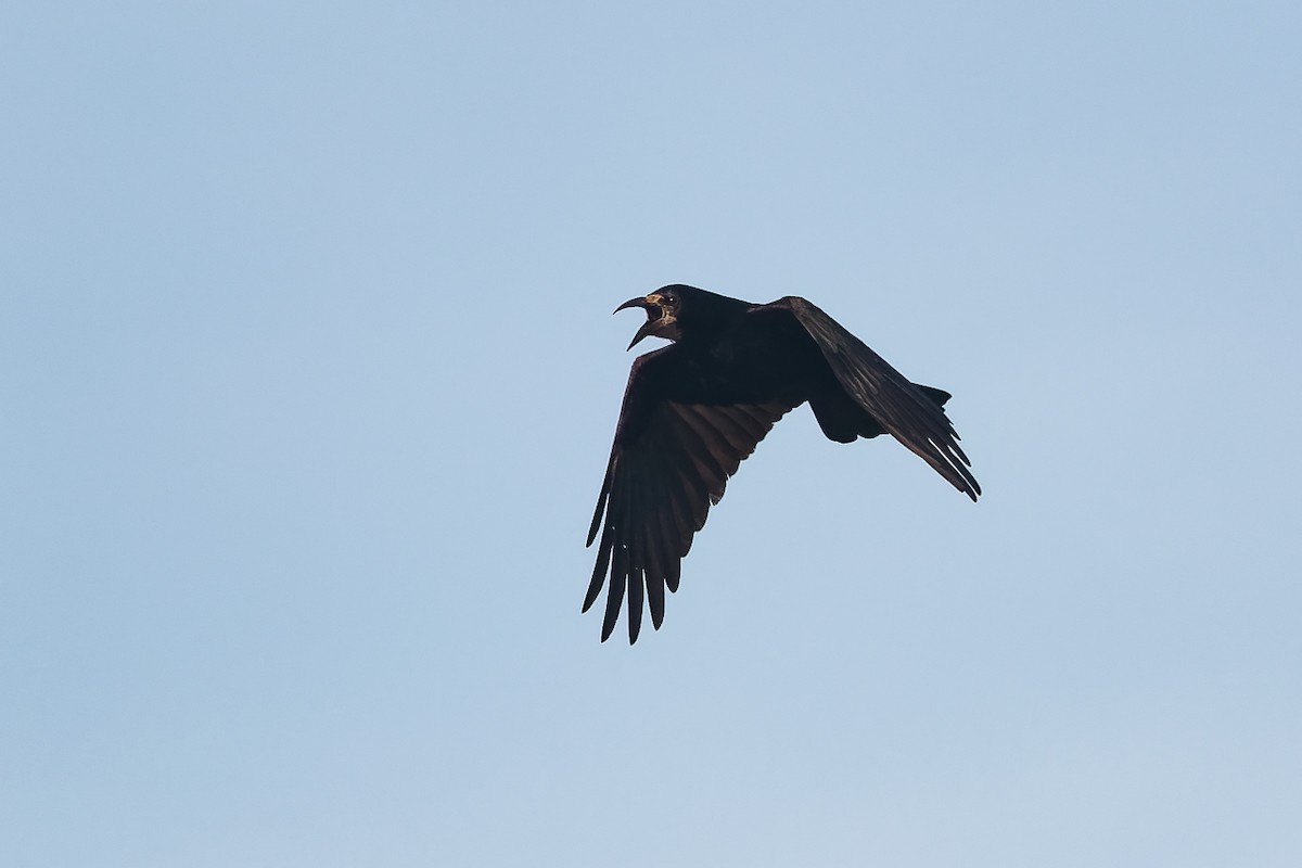 עורב מזרע - ML646704667