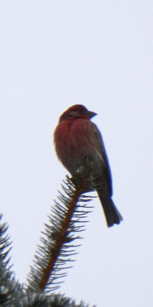 House Finch - ML646704669