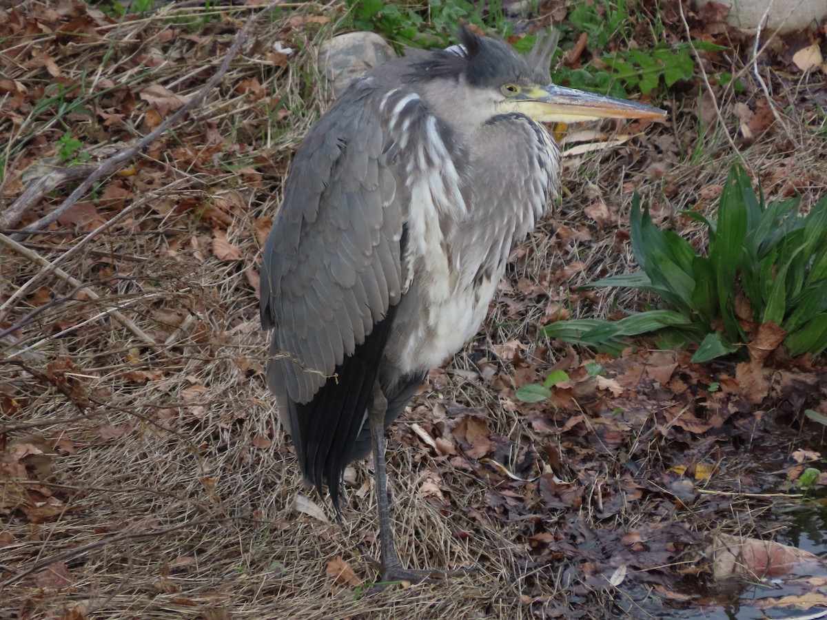 Gray Heron - ML646704670