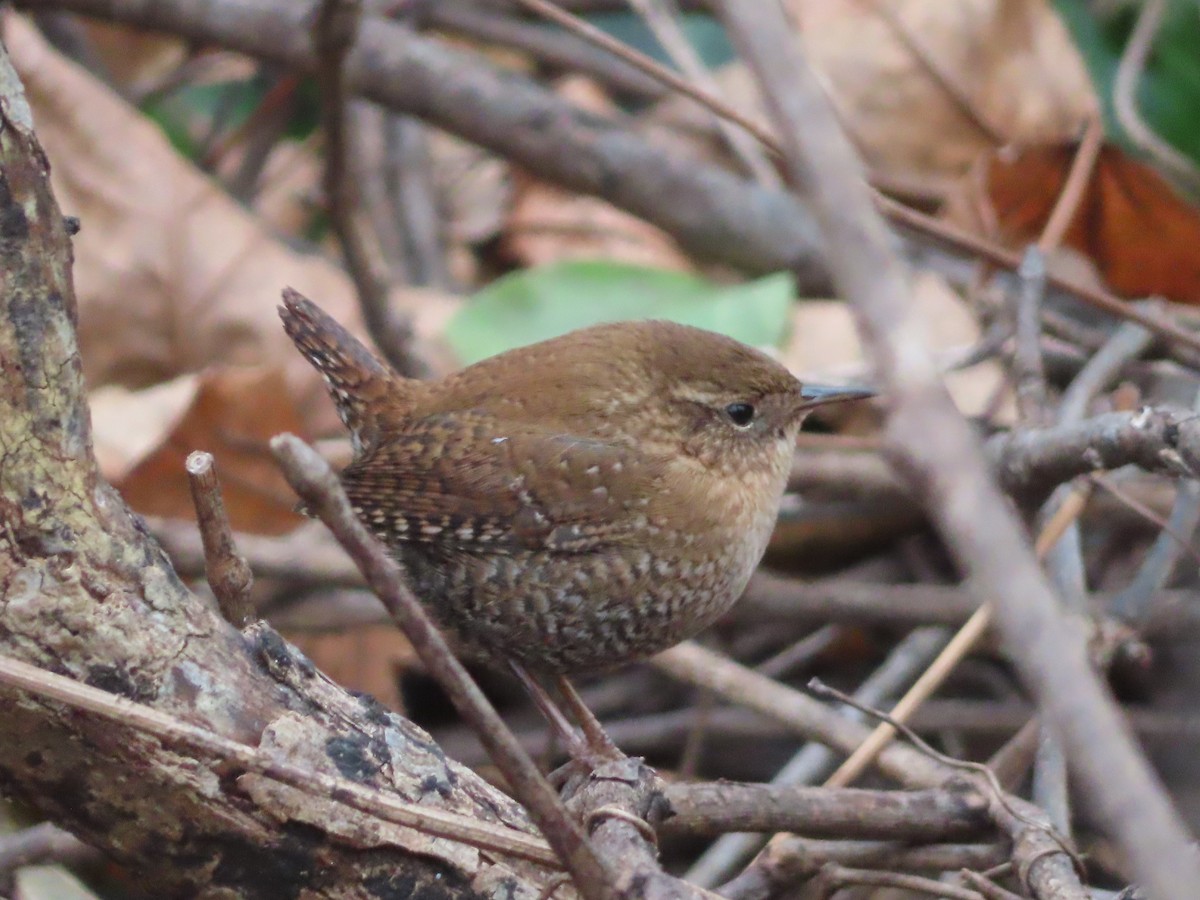 フユミソサザイ - ML646704671