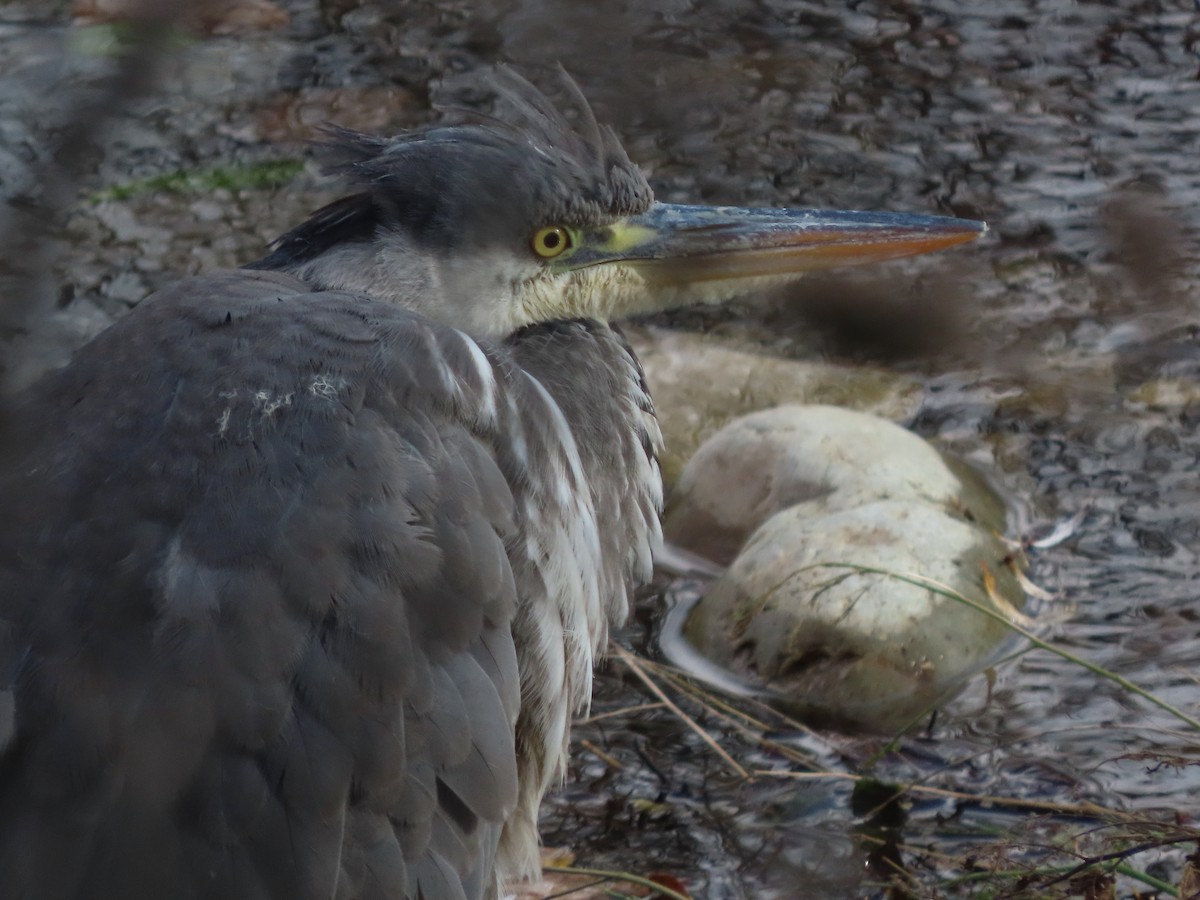 Gray Heron - ML646704674