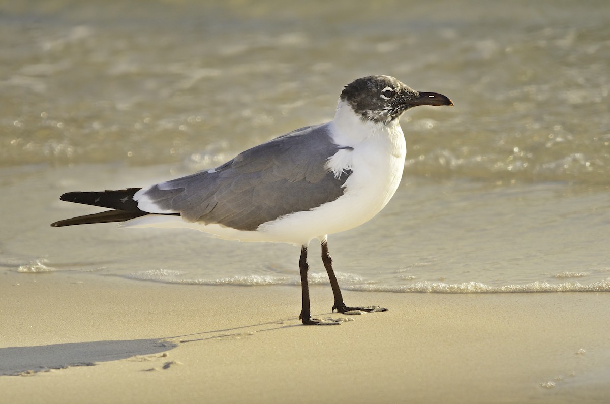 racek karibský - ML646704676