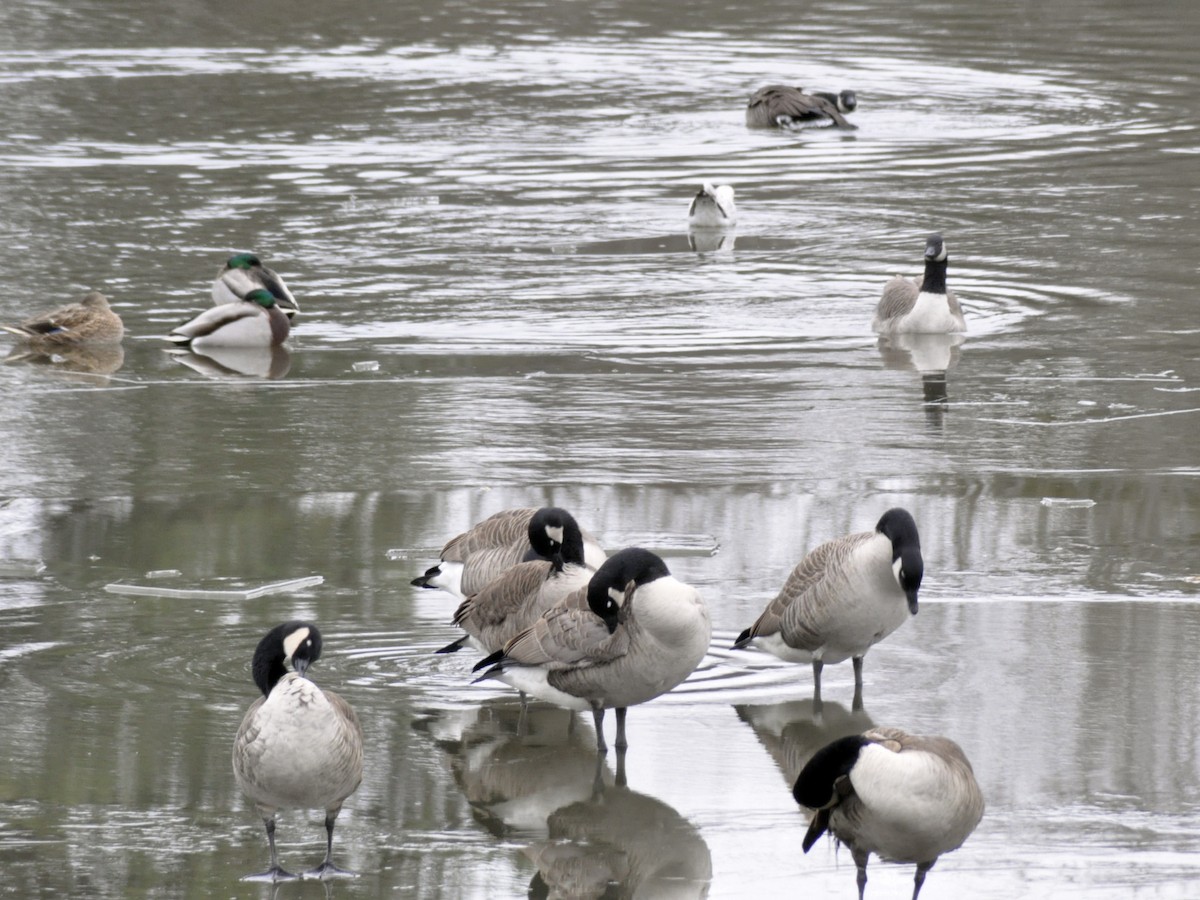 berneška velká - ML646704681