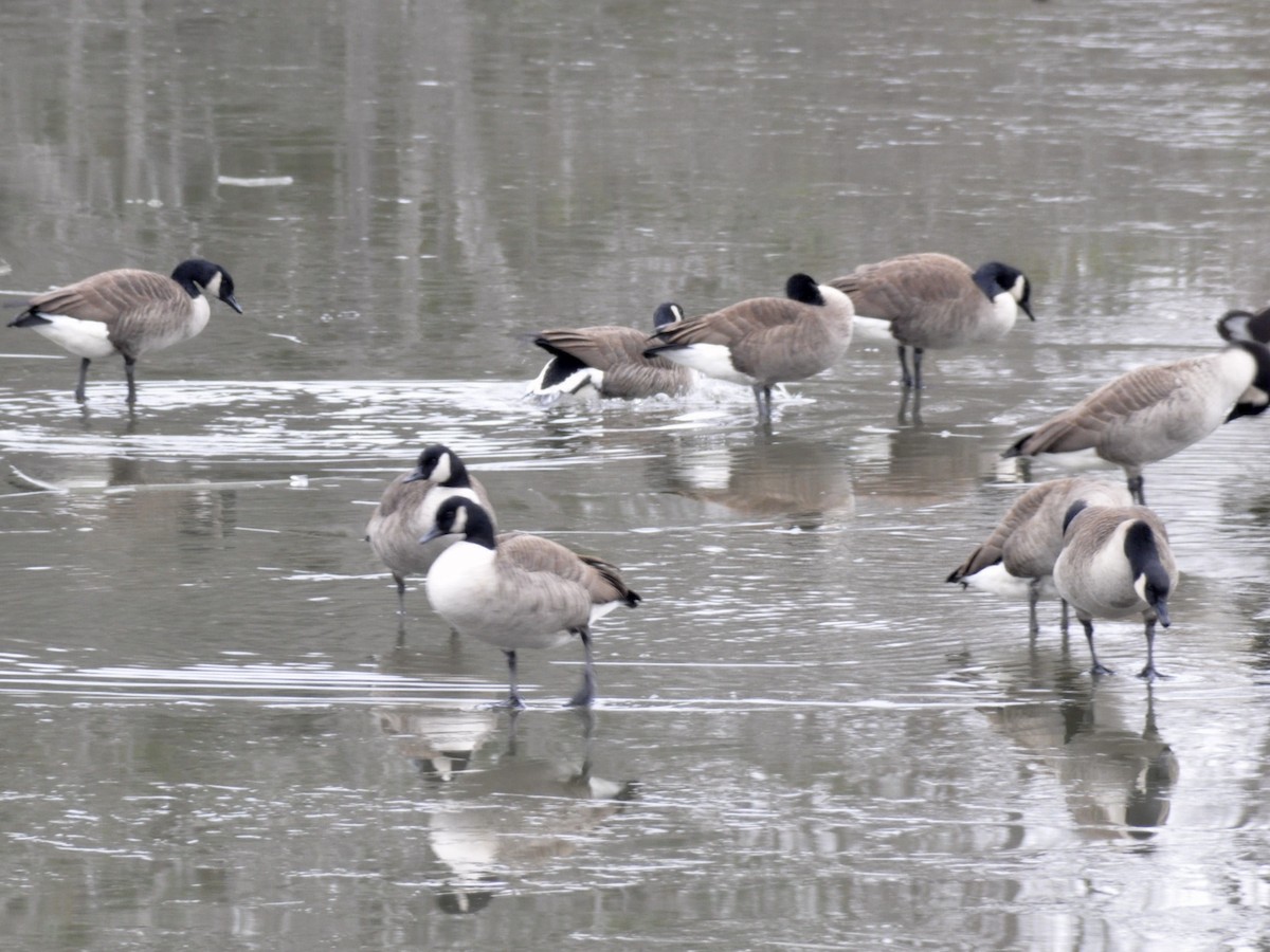 berneška velká - ML646704682