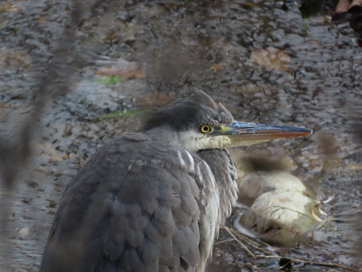 Gray Heron - ML646704686