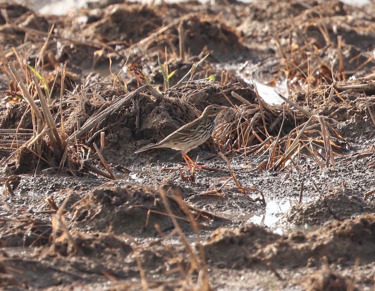 Meadow Pipit - ML646704687