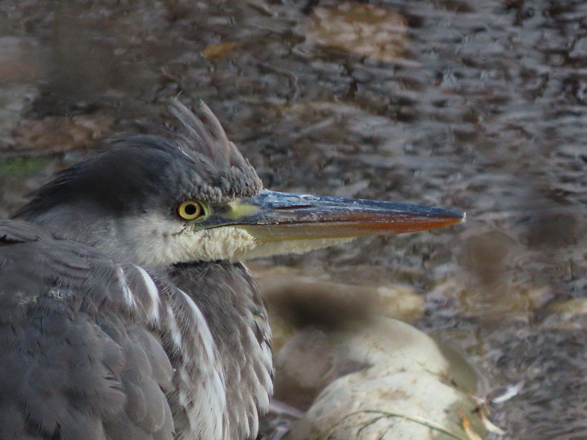 Gray Heron - ML646704690
