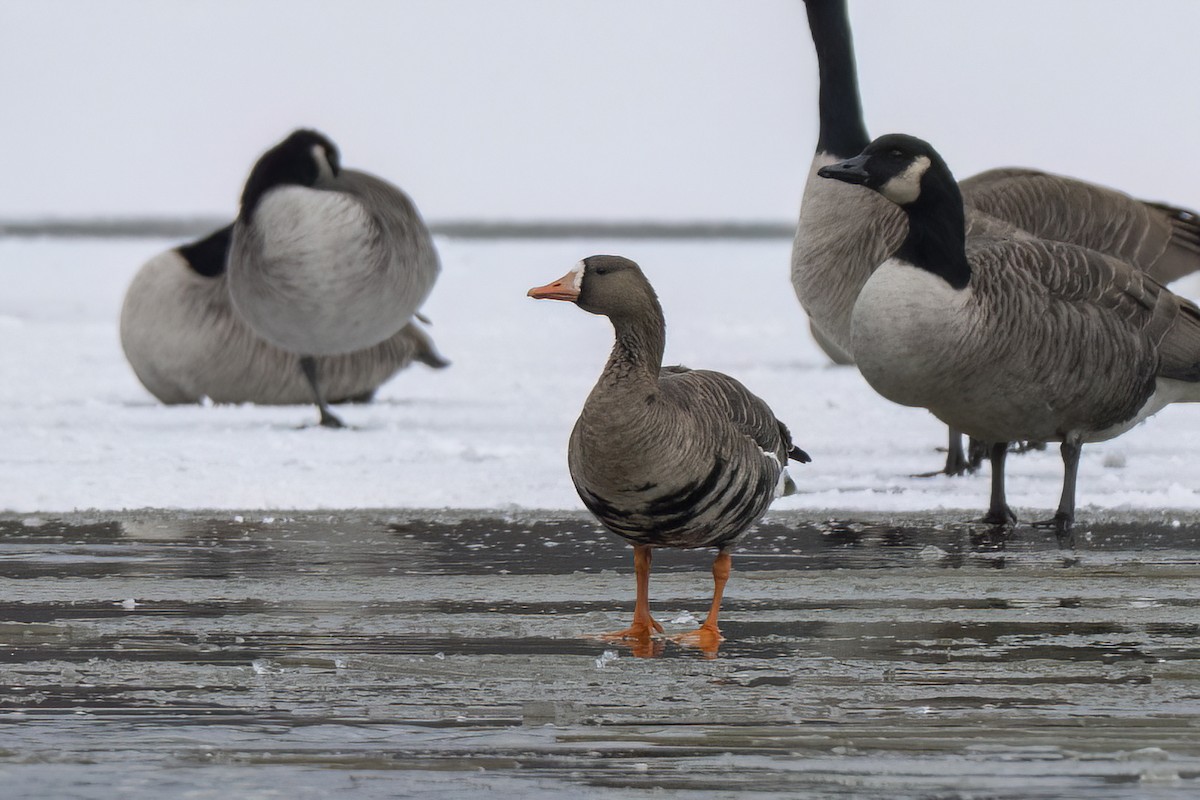 Гуска білолоба - ML646704692