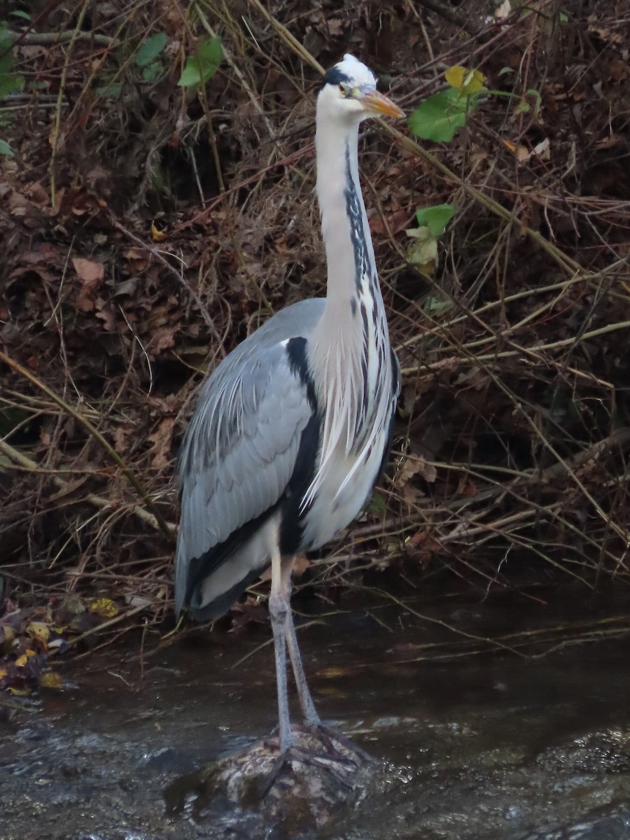 Gray Heron - ML646704698