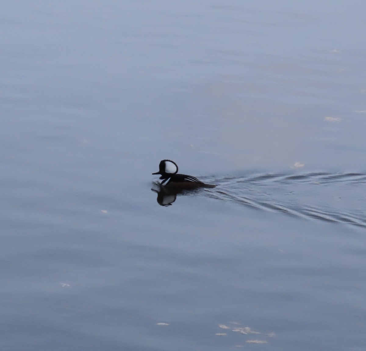 Hooded Merganser - ML646704700