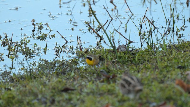 צהוב-גרון - ML646704701