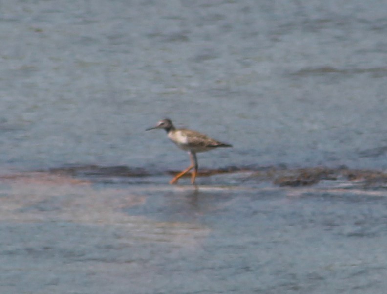 Küçük Sarıbacak - ML64670471