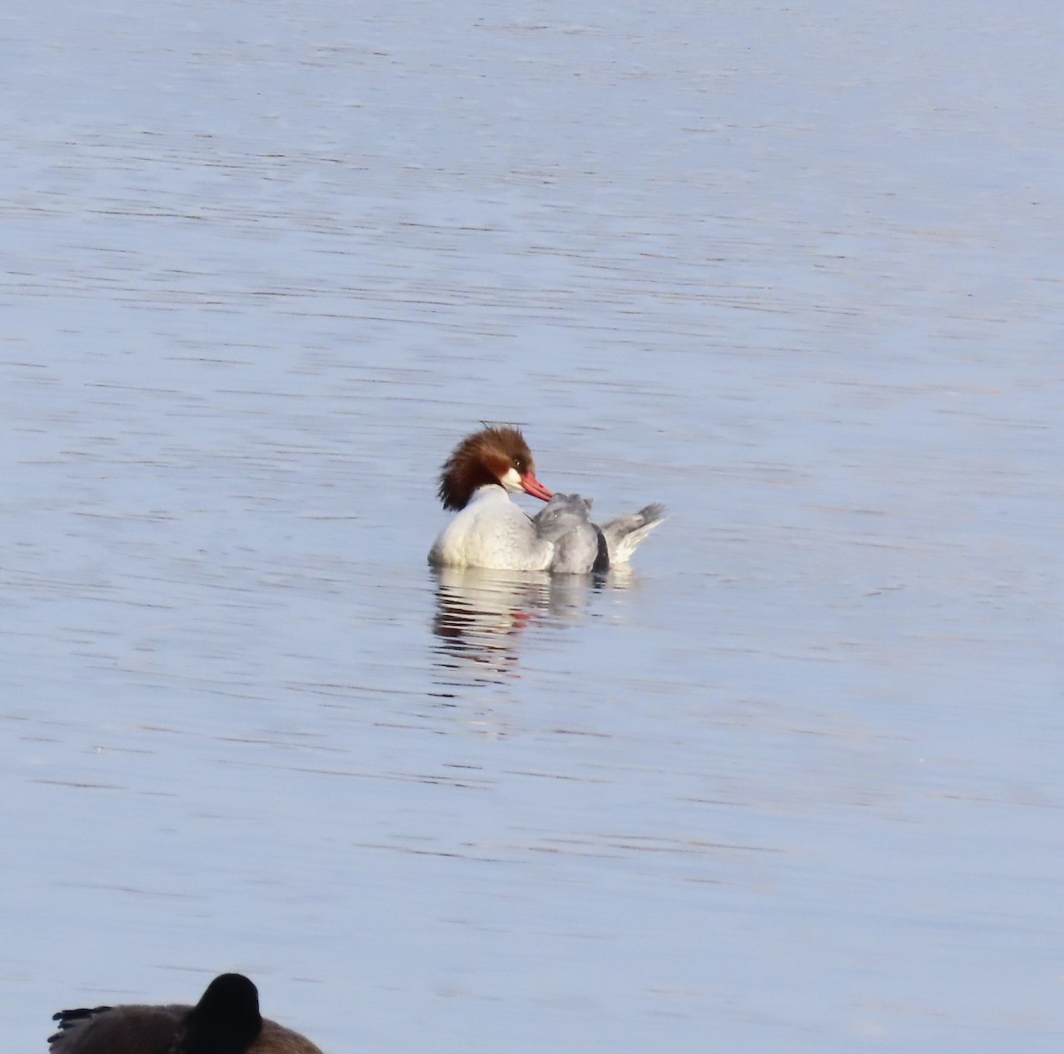 Common Merganser - ML646704711