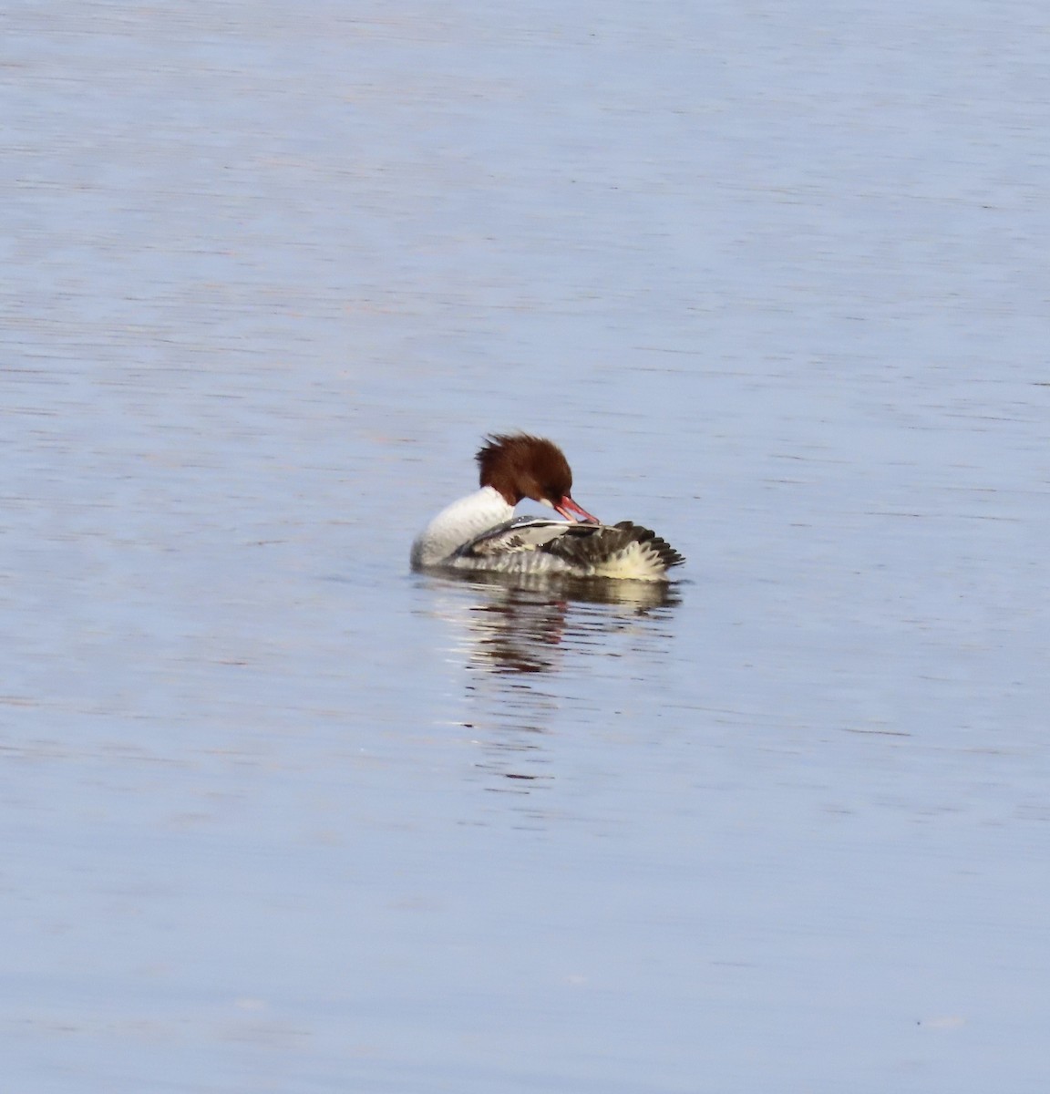 Common Merganser - ML646704712