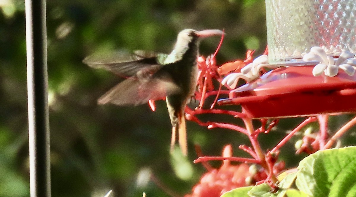 Buff-bellied Hummingbird - ML646704713