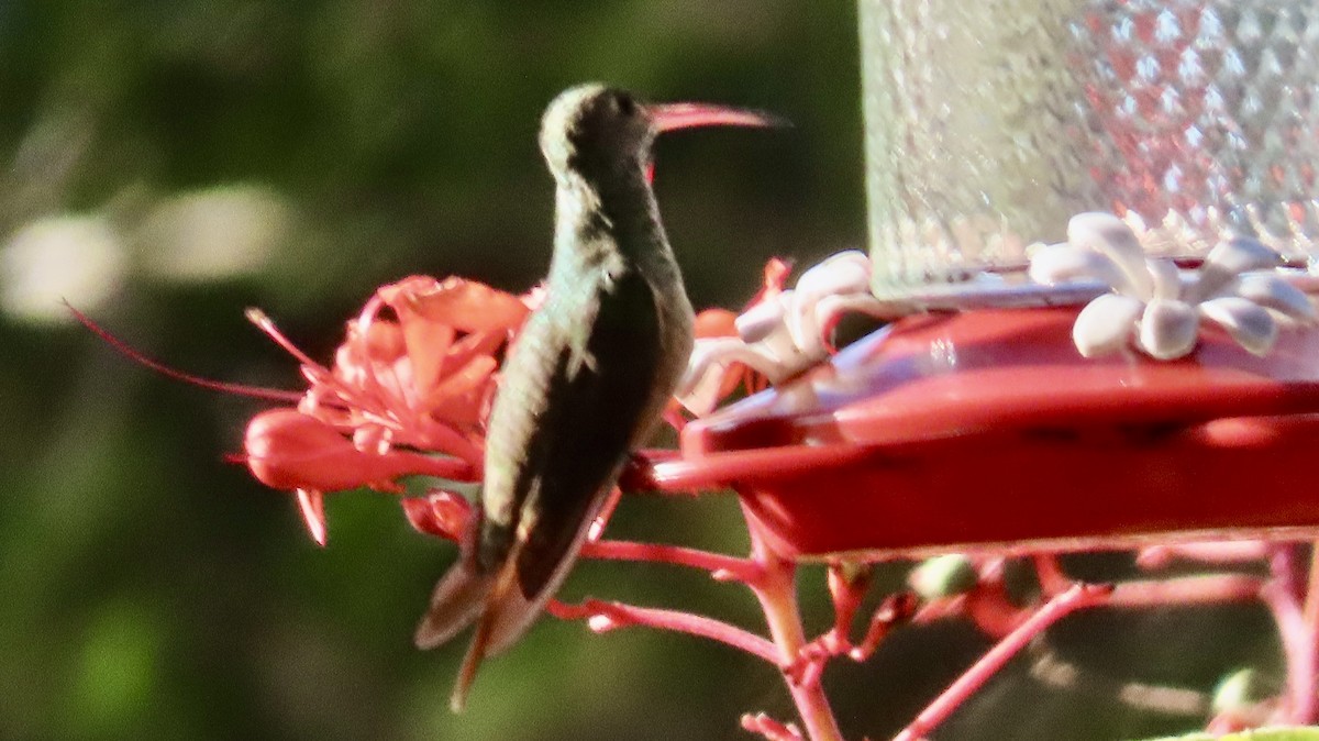 Buff-bellied Hummingbird - ML646704714