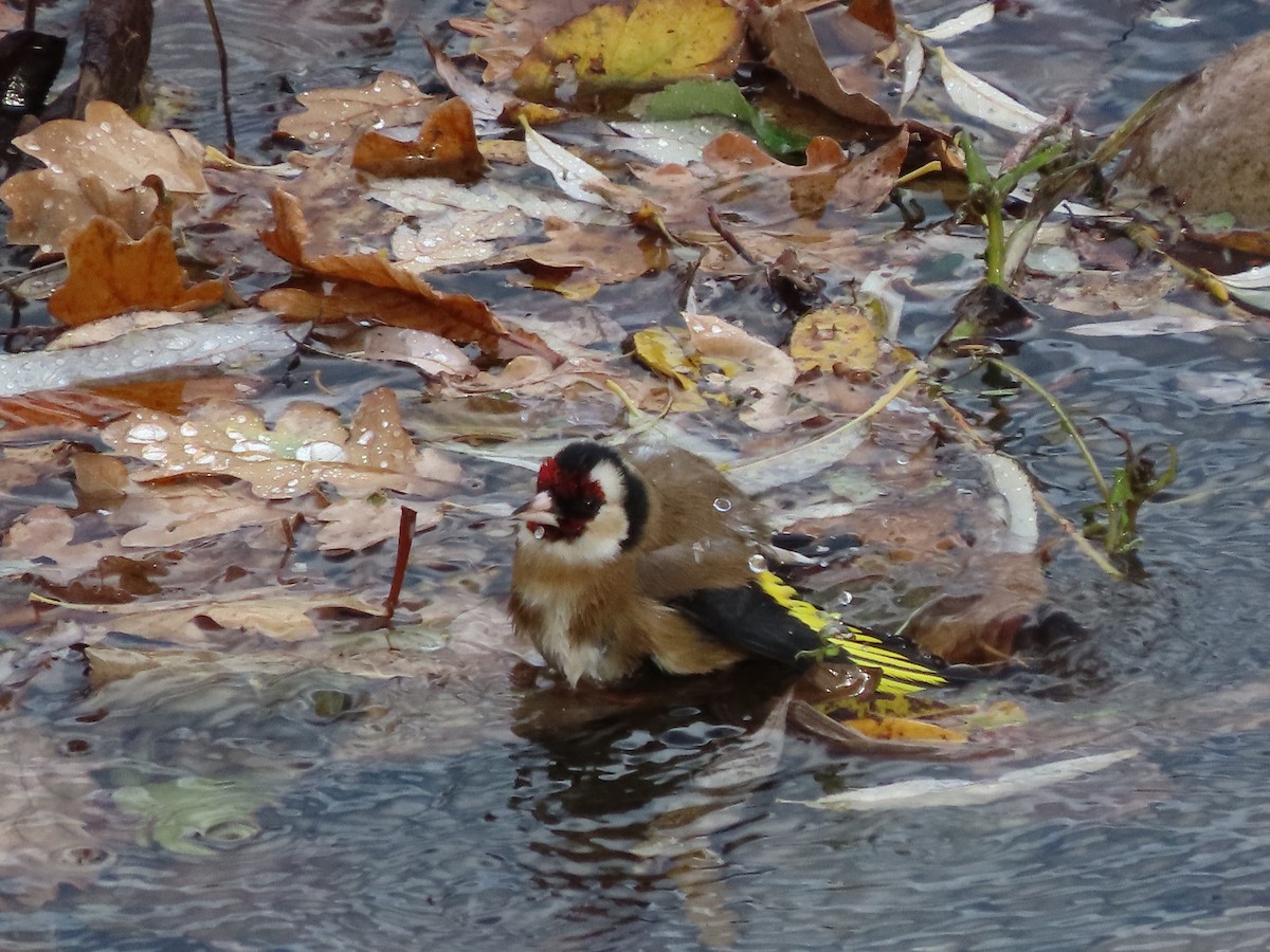 European Goldfinch - ML646704719