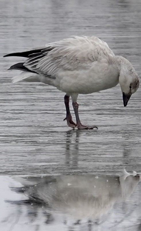 Snow Goose - ML646704721