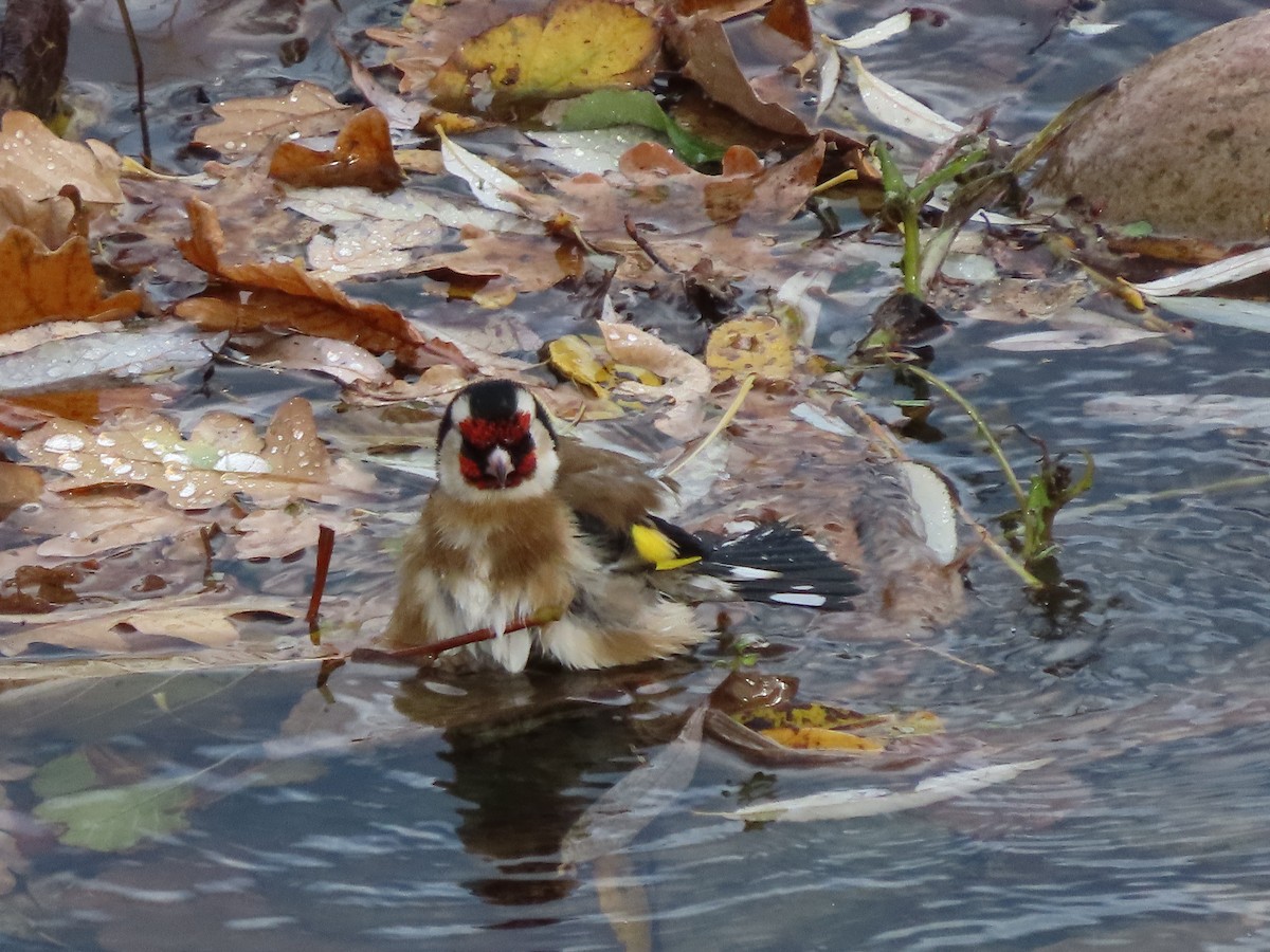 European Goldfinch - ML646704724