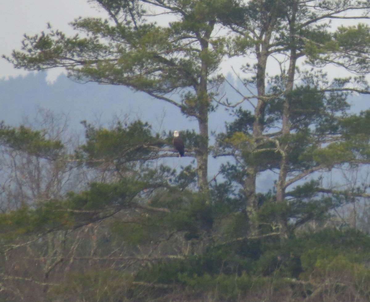 ハクトウワシ - ML646704725