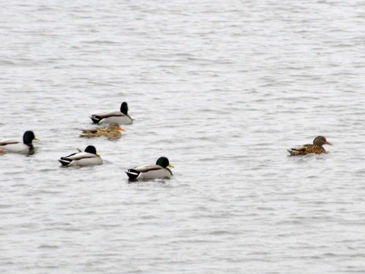 Mallard - ML646704727