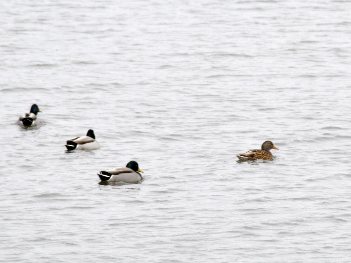 Mallard - ML646704728