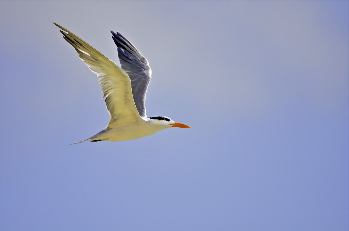 rybák královský - ML646704729